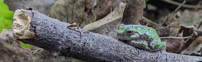 tree frog